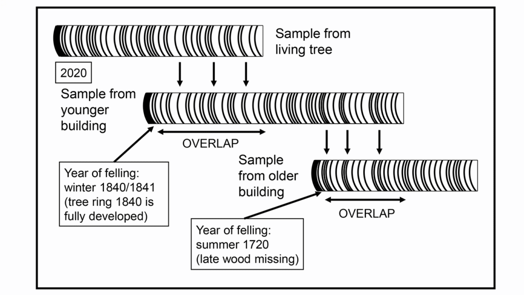 The principals of dendrochronological dating. Illustration.